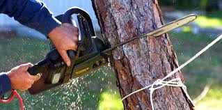 How Our Tree Care Process Works  in  Wallis, TX