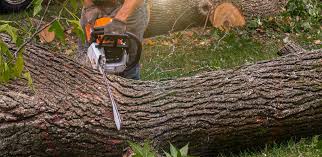Best Tree Risk Assessment  in Wallis, TX
