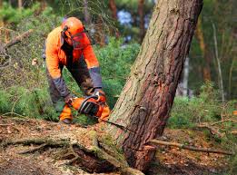 Best Tree Disease Treatment  in Wallis, TX