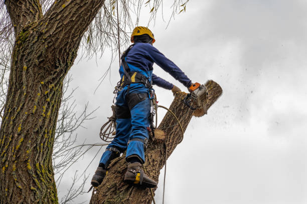 Leaf Removal in Wallis, TX